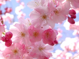 cherry blossoms by orcaowl at picasa