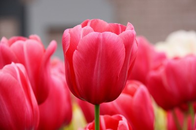 Pink-Tulips-2009