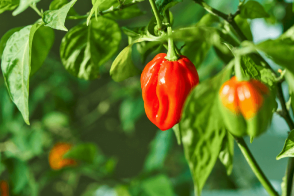 uses for your habaneros