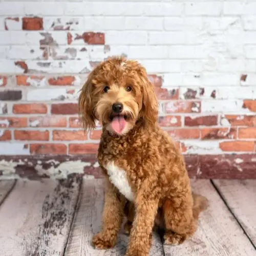 The Ultimate Guide to Buying a Mini Goldendoodle