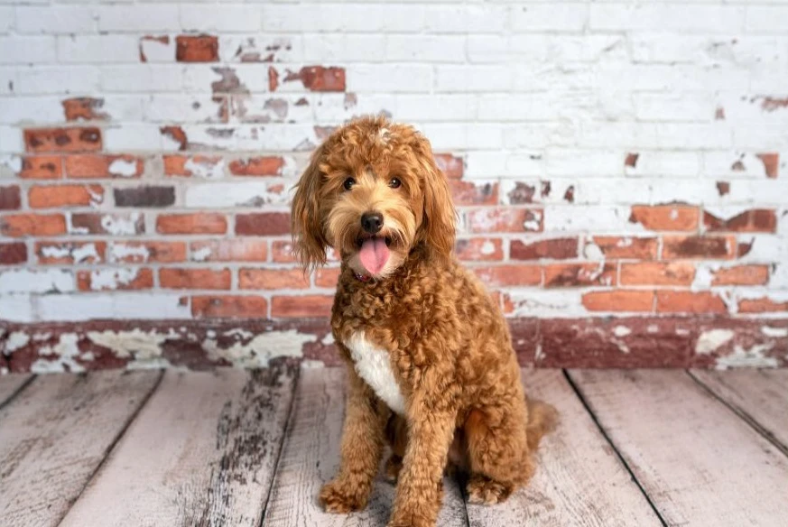 The Ultimate Guide to Buying a Mini Goldendoodle